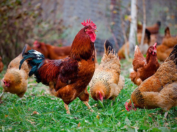 Породы куриц | ЗооТом - продажа, вязка и услуги для животных в Новоульяновске