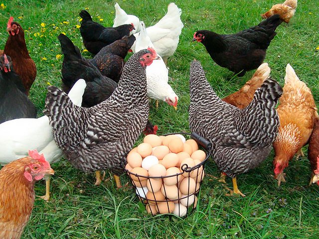 Содержание кур и уход за ними | ЗооТом - продажа, вязка и услуги для животных в Новоульяновске