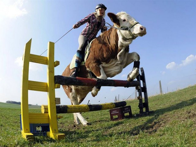 Статьи о коровах в Новоульяновске | ЗооТом портал о животных