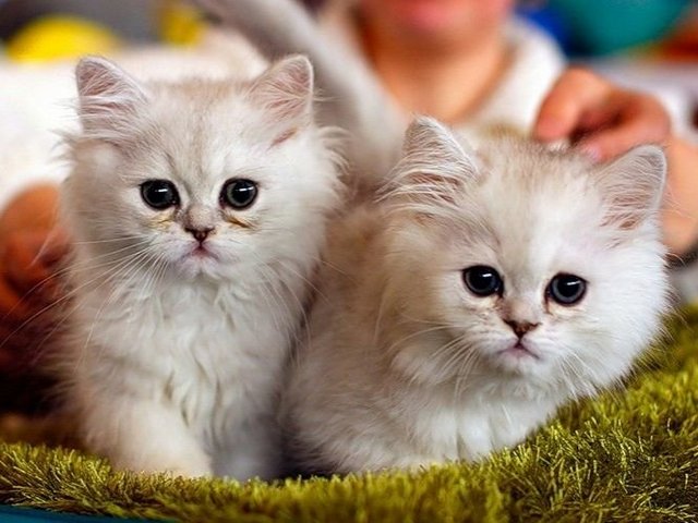 Породы кошек в Новоульяновске | ЗооТом портал о животных