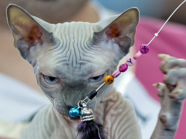 Выставки кошек в Новоульяновске | ЗооТом портал о животных