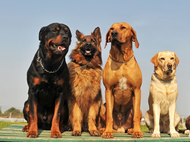 Крупные породы собак в Новоульяновске | ЗооТом портал о животных