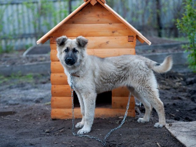 Все о собаках в Новоульяновске Все о собаках в Новоульяновске